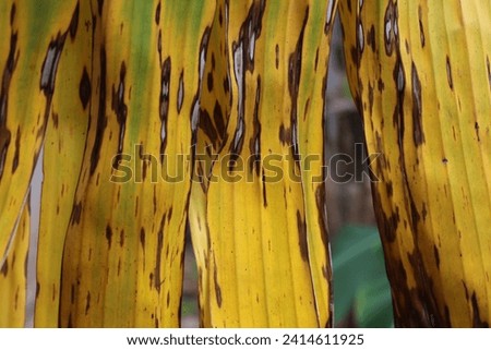 
Yellow Sigatoka leaf spot in banana leaf. Royalty-Free Stock Photo #2414611925