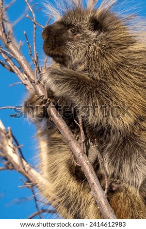 Porcupine Close Up in the Saskatchewan Prairies
