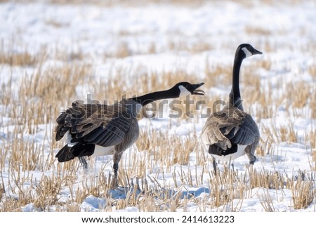 Canada Goose Saskatchewan in winter with snow Royalty-Free Stock Photo #2414613223