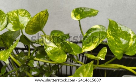 Leaves touched by rain appear wet, with a glossy surface due to water droplets. The color of the leaves may be richer, and their texture can feel softer to the touch.