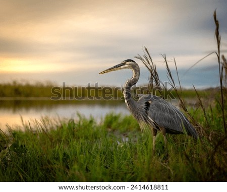Great blue heron standing in tall grass waiting to feed Royalty-Free Stock Photo #2414618811