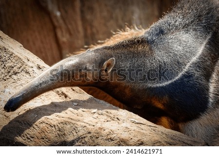 Close up, Giant anteater (Myrmecophaga tridactyla). Giant anteater is an insectivorous mammal native to Central and South America. Royalty-Free Stock Photo #2414621971