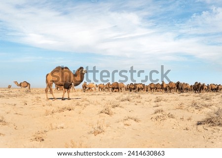 The Bactrian camel, also known as Mongolian camel, is a large even-toed ungulate native to the steppes of Central Asia. It has two humps on its back, in contrast to the single Royalty-Free Stock Photo #2414630863