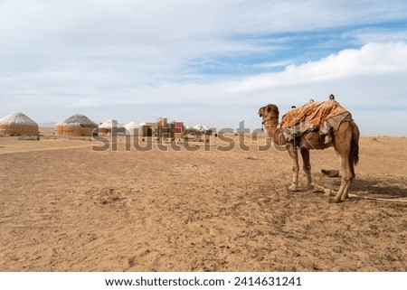 cute camel in front of nomad yurt camp in Central Asia, Uzbekistan Royalty-Free Stock Photo #2414631241