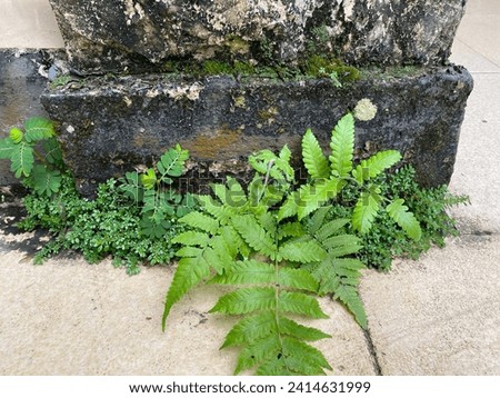 Plant grow on stone walls,daun pakis tumbuh di dinding bebatuan,dari sela sela batu,terlihat alami .menambah hiasan tanaman di dinding yang terbuka atau outdoor,batu alam,rumput dan hijau segar Royalty-Free Stock Photo #2414631999