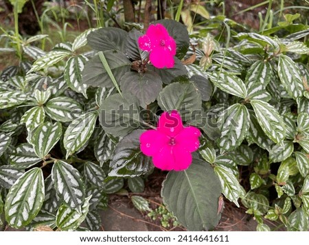 Flower plants that exist in nature. pink flowers in natural garden