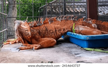 Red iguana reptile animal in a cage