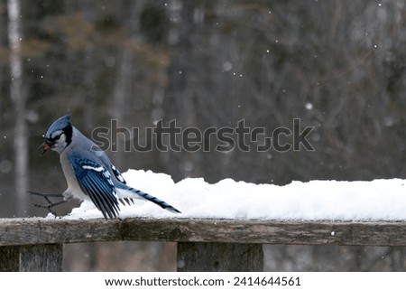 Blue jay with food in snow