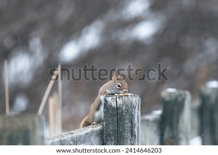 Red squirel looking for food in the snow