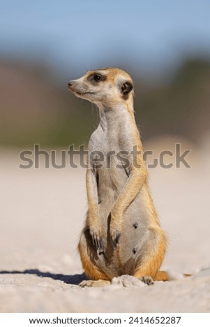 An alert meerkat (Suricata suricatta) sitting upright, Kalahari desert, South Africa
