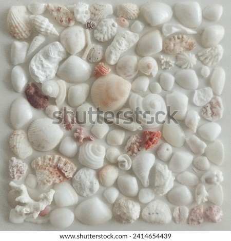 Create a picture from seashells 