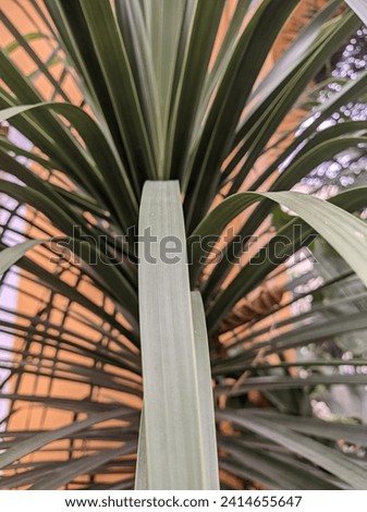 Majestic palm tree, also known as Agavaceae Cordyline indivisa, gracing the surroundings with its tall stature and distinctive foliage, a symbol of tropical beauty and tranquility. Royalty-Free Stock Photo #2414655647