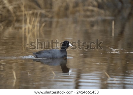 The waterborne american coot swimming and feeding in a lake. This is a plump, chickenlike bird with a rounded head and a sloping bill. Their tiny tail, short wings, and large feet are visible.