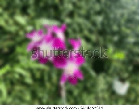 Blurred photo, blurry orchid, bokeh, out of focus photo of white purple orchid
