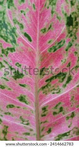Full frame of fresh leaf of Aglaonema Pink Lady. Background and texture. Wallpaper