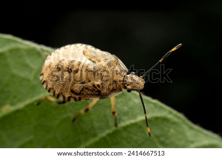 stinkbug nymph in the wild state  Royalty-Free Stock Photo #2414667513