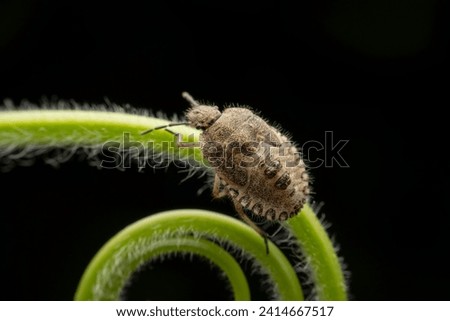 stinkbug nymph in the wild state  Royalty-Free Stock Photo #2414667517