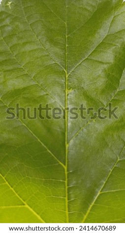 photography of green leaves with a symmetrical shape Royalty-Free Stock Photo #2414670689