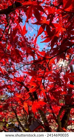 Japanese Red Maple Tree Fall Leaves Beautiful "Komorebi" which means sunlight filtered by leaves Royalty-Free Stock Photo #2414690035