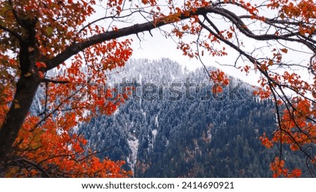 Autumn's natural background. yellow leaves in the autumn season. Magical nature fall scenery.
Autumn leaves against the blue sky, illuminated by the bright sun. The onset of autumn