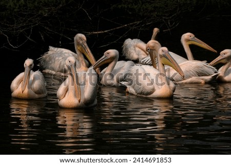 The white pelican is one of the largest birds in North America, with a wingspan of up to 9 feet and a weight of up to 30 pounds. Royalty-Free Stock Photo #2414691853