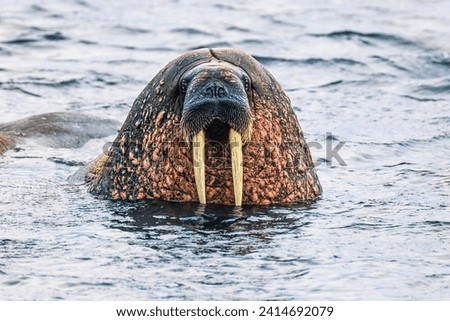 Walrus with big tusks in the sea