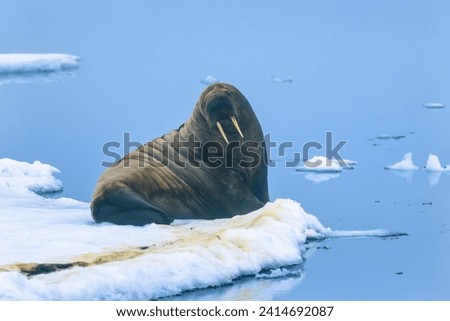 Walrus on a ice floe in Arctic
