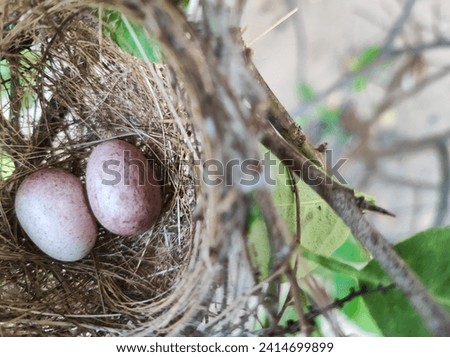 Bird's eggs in a nest on the tree with some blurred background