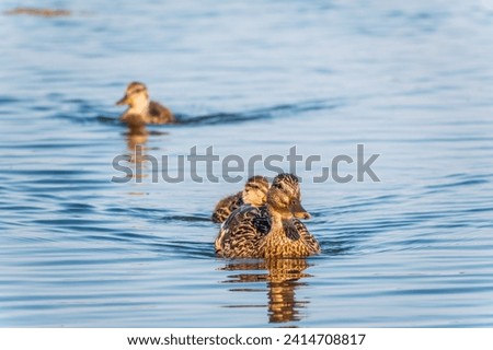 A family of ducks, a duck and its little ducklings are swimming in the water. The duck takes care of its newborn ducklings. Ducklings are all together included. Mallard, lat. Anas platyrhynchos