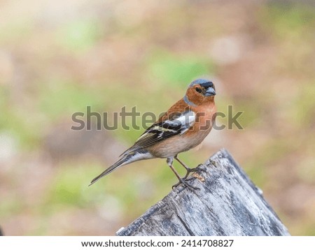 Common chaffinch sits on a tree. Beautiful songbird Common chaffinch in wildlife. The common chaffinch or simply the chaffinch, latin name Fringilla coelebs. Royalty-Free Stock Photo #2414708827