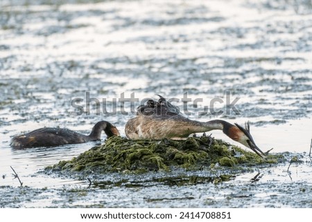 Great Crested Grebe, Podiceps cristatus, water bird sitting on the nest, nesting time on the green lake, bird in the nature habitat. Elegant waterbird in the family Podicipedidae nesting on lake.