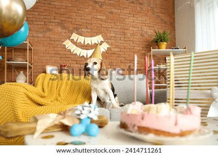 Cute Beagle dog with party hat celebrating birthday at home