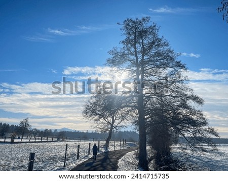 Winter trees and the way walk with sun on blue sky.