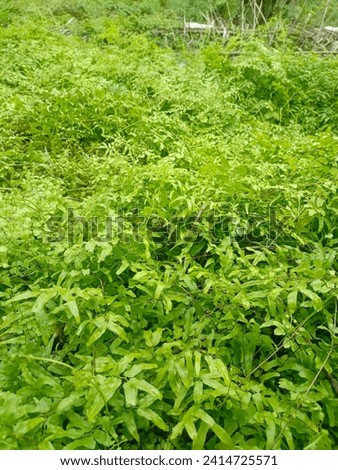 there is a picture of green forest grass, good as a background, and this photo of grass was taken when the rain had just stopped.