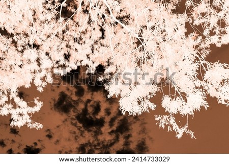 White branches with leaves, dark brown sky and white nature, cold weather, natural background for text, color invert picture