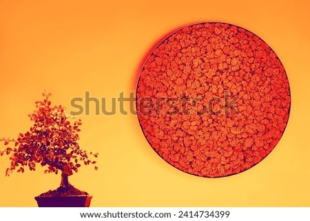 Vegetable red moss round image on a bright wall and a bonsai plant in a pot, red and orange color