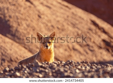 South American gray fox (Lycalopex griseus), Patagonian fox, in Patagonia mountains Royalty-Free Stock Photo #2414734405