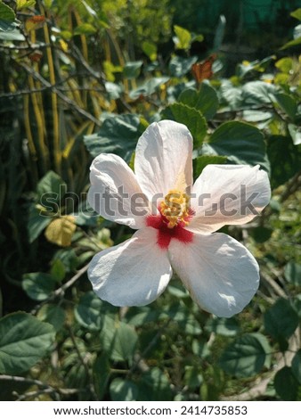 The White China Rose flower closeup picture
