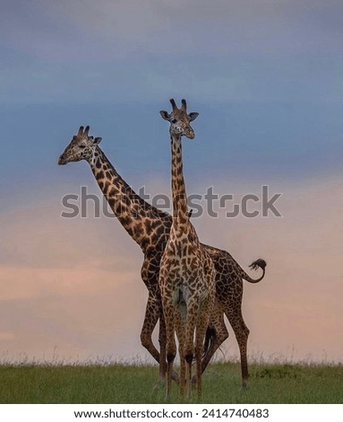 Graceful giraffe in natural habitat. Majestic wildlife photography with stunning composition. Ideal for nature enthusiasts, travel blogs, and educational materials. High-resolution image available for