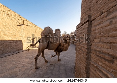 Bactrian Camel (Camelus bactrianus) poses in a small square in Khiva, Uzbekistan Royalty-Free Stock Photo #2414744345