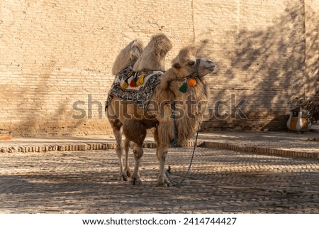 Bactrian Camel (Camelus bactrianus) poses in a small square in Khiva, Uzbekistan Royalty-Free Stock Photo #2414744427