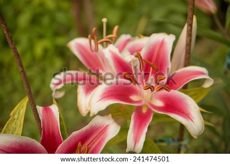 Pink lilies in garden