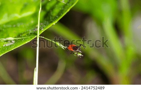 
Ixodes ricinus tick, rain-soaked on a vibrant leaf. Beauty meets danger; potential vector for diseases like Lyme. Nature's delicate dichotomy. Royalty-Free Stock Photo #2414752489