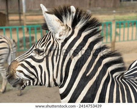 Zebra at Paradise Wildlife Park, Hertfordshire, UK Royalty-Free Stock Photo #2414753439