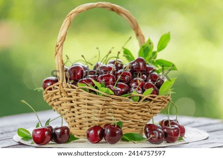 Red Cherry fruit in wooden basket on wooden table in garden, Red Cherry on blurred greenery background. Royalty-Free Stock Photo #2414757597