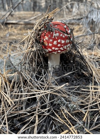 Forest mushroom. Red toadstool. Fly agaric is a red and white spotted poisonous Toadstool Mushroom. Photo has been taken in the natural forest background. Macro close up from frog perspective.