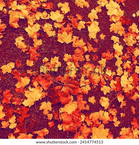 Color nature, many leaves on the ground of the park, autumn scene, natural background for text, orange and red photo