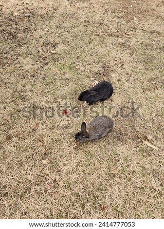 Two Wild Rabbits in Nature