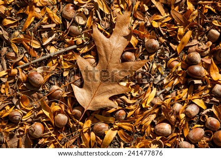Color picture of acorn in a park