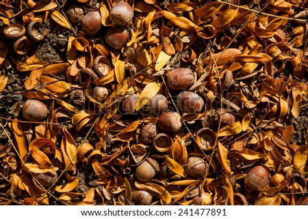 Color picture of acorn in a park